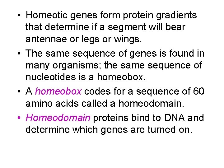  • Homeotic genes form protein gradients that determine if a segment will bear