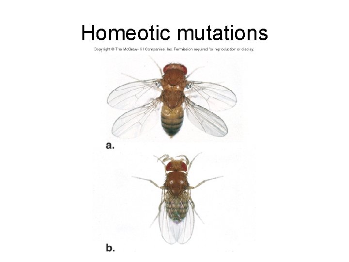 Homeotic mutations 