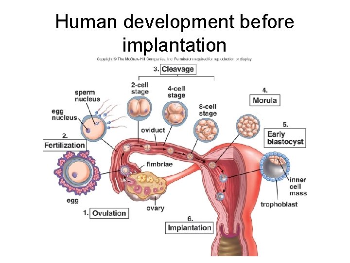 Human development before implantation 