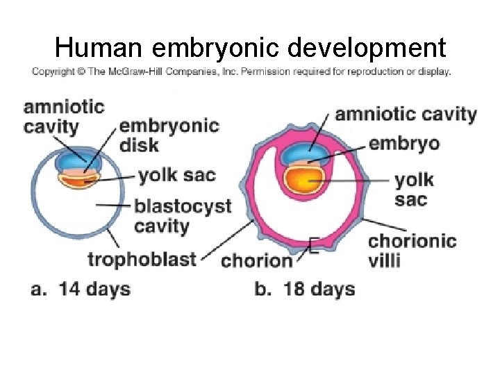 Human embryonic development 