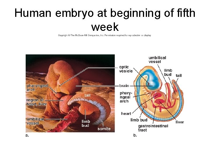 Human embryo at beginning of fifth week 