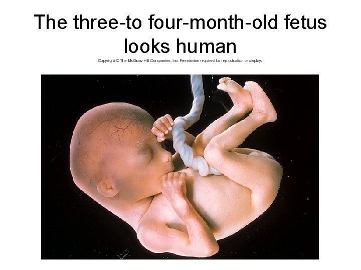 The three-to four-month-old fetus looks human 