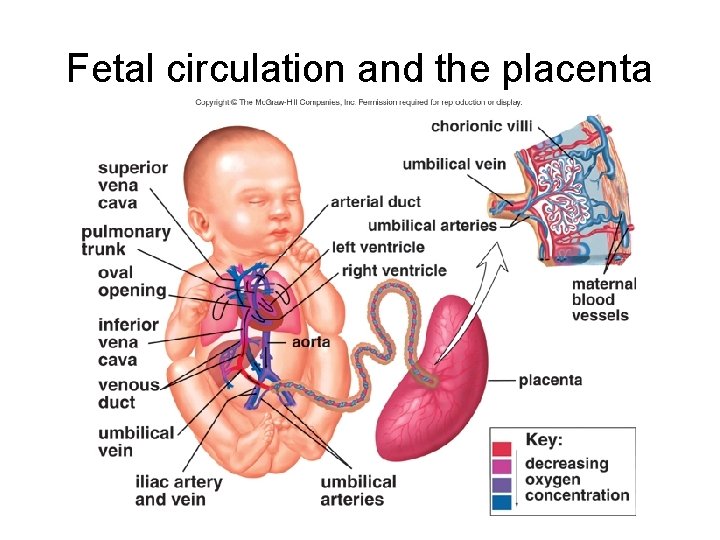 Fetal circulation and the placenta 