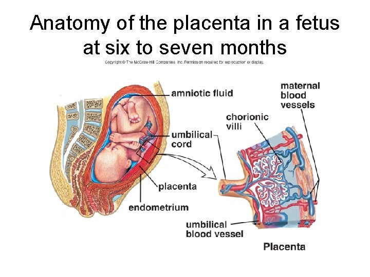 Anatomy of the placenta in a fetus at six to seven months 