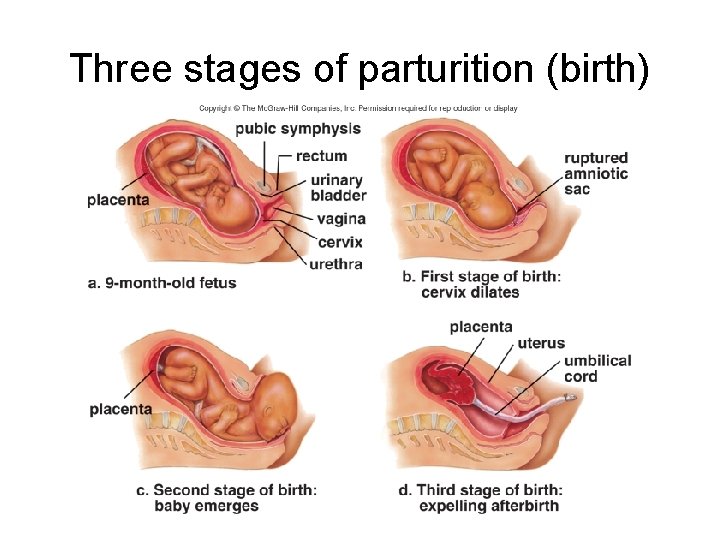 Three stages of parturition (birth) 