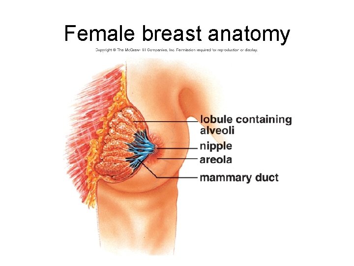 Female breast anatomy 