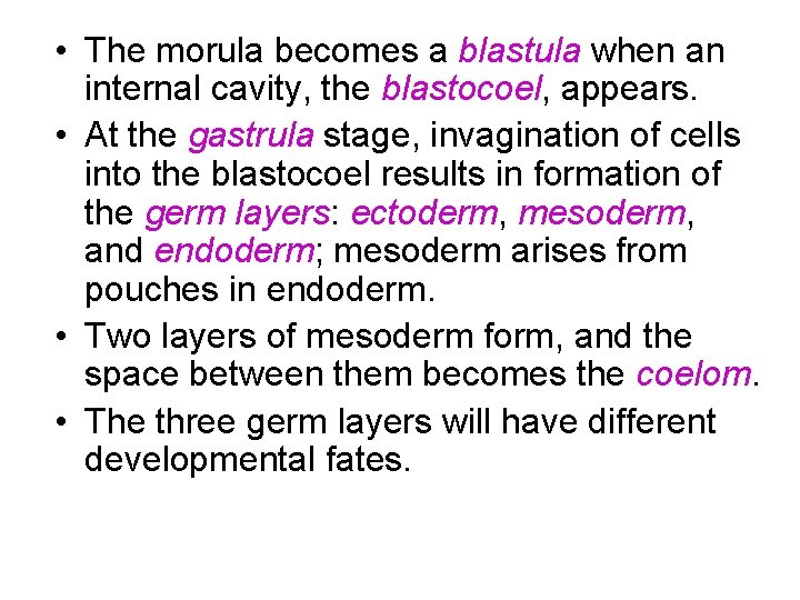  • The morula becomes a blastula when an internal cavity, the blastocoel, appears.