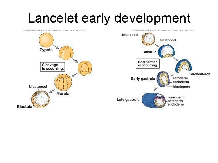 Lancelet early development 