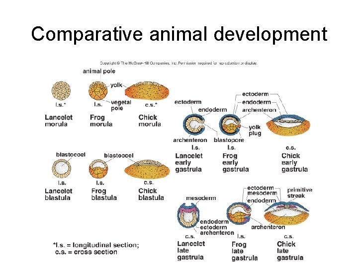 Comparative animal development 