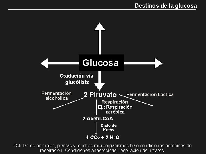 Destinos de la glucosa Glucosa Oxidación vía glucólisis Fermentación alcohólica 2 Piruvato Fermentación Láctica