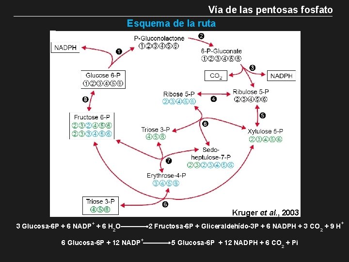 Vía de las pentosas fosfato Esquema de la ruta Kruger et al. , 2003