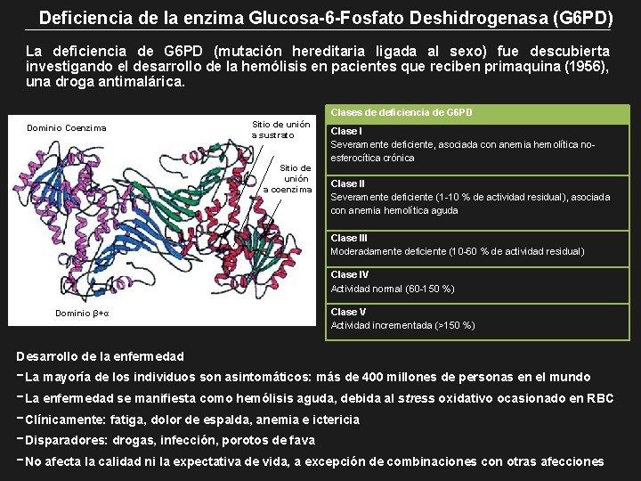 Deficiencia de la enzima Glucosa-6 -Fosfato Deshidrogenasa (G 6 PD) La deficiencia de G