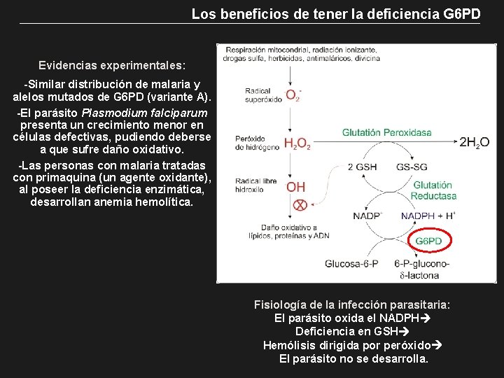 Los beneficios de tener la deficiencia G 6 PD Evidencias experimentales: -Similar distribución de
