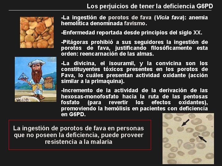 Los perjuicios de tener la deficiencia G 6 PD -La ingestión de porotos de