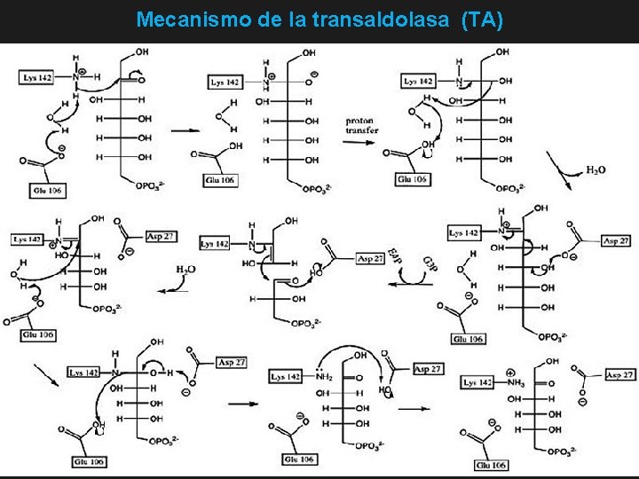 Mecanismo de la transaldolasa (TA) 