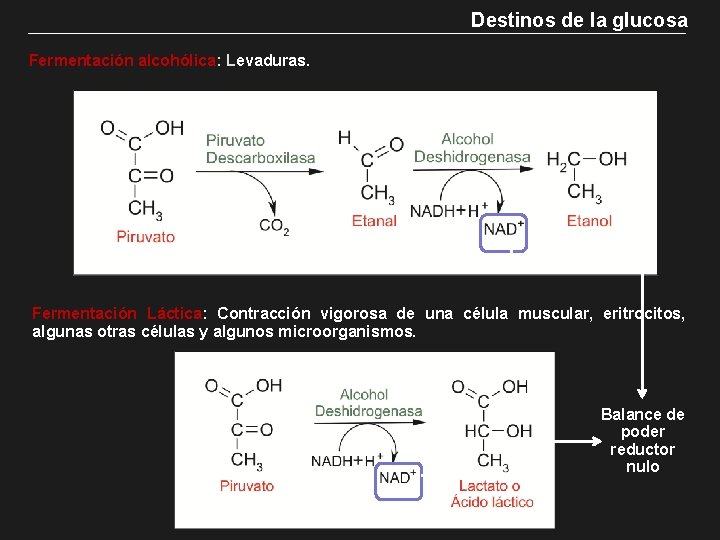 Destinos de la glucosa Fermentación alcohólica: Levaduras. Fermentación Láctica: Contracción vigorosa de una célula