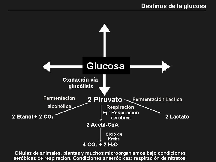 Destinos de la glucosa Glucosa Oxidación vía glucólisis Fermentación alcohólica 2 Etanol + 2