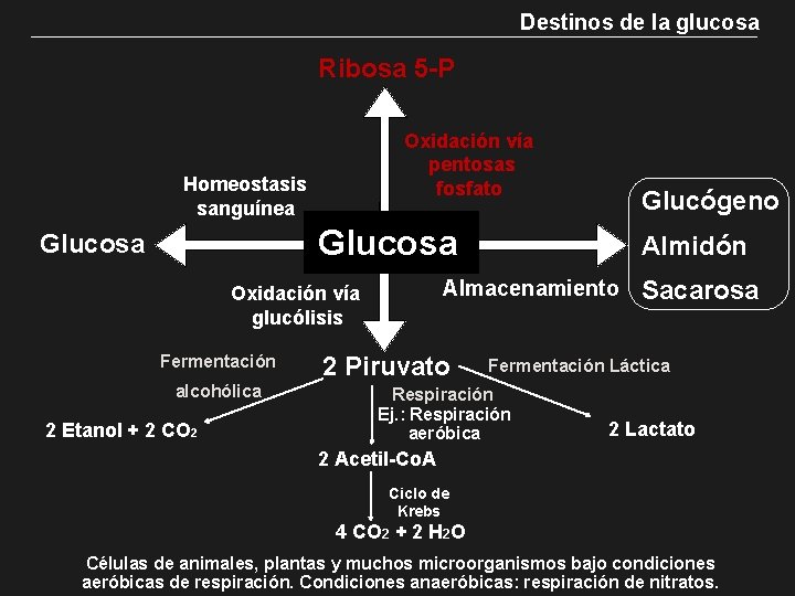 Destinos de la glucosa Ribosa 5 -P Oxidación vía pentosas fosfato Homeostasis sanguínea Glucógeno