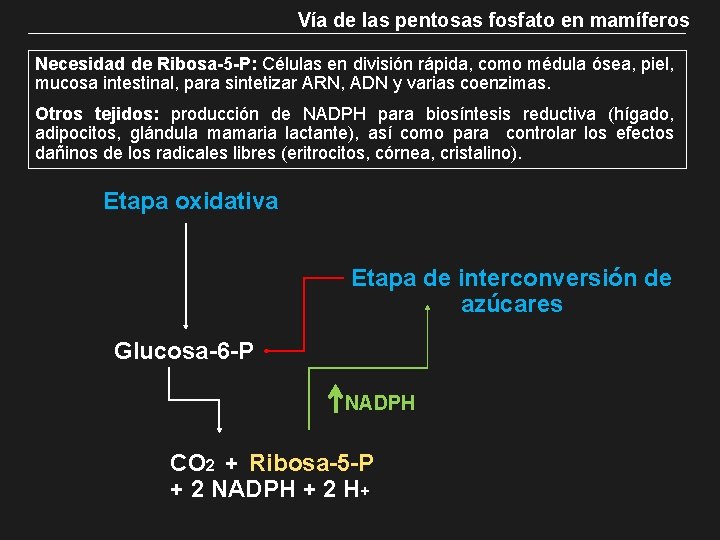 Vía de las pentosas fosfato en mamíferos Necesidad de Ribosa-5 -P: Células en división