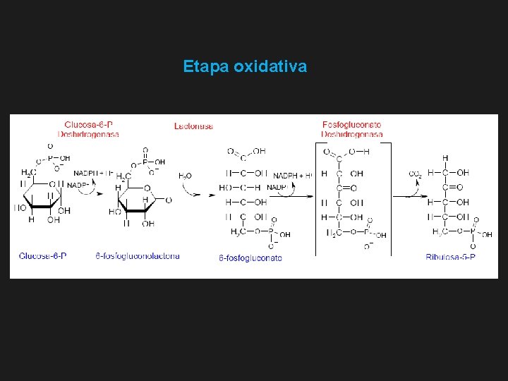 Etapa oxidativa 