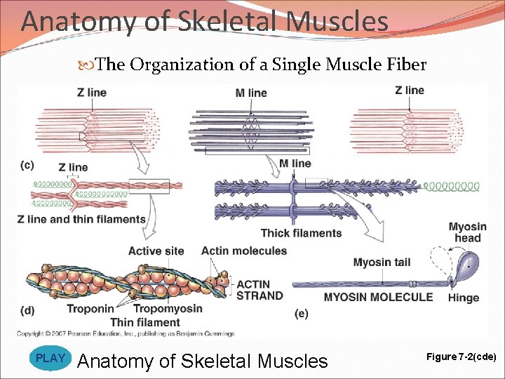 Anatomy of Skeletal Muscles The Organization of a Single Muscle Fiber PLAY Anatomy of