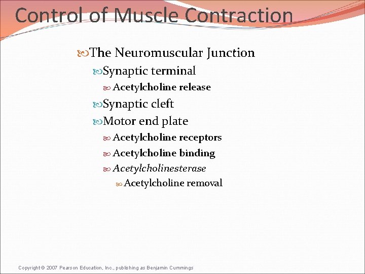 Control of Muscle Contraction The Neuromuscular Junction Synaptic terminal Acetylcholine release Synaptic cleft Motor