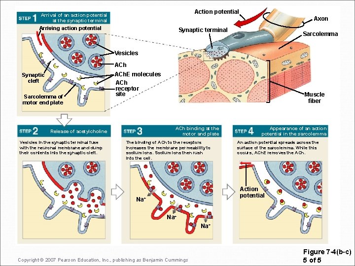 Action potential Arrival of an action potential at the synaptic terminal Axon Arriving action