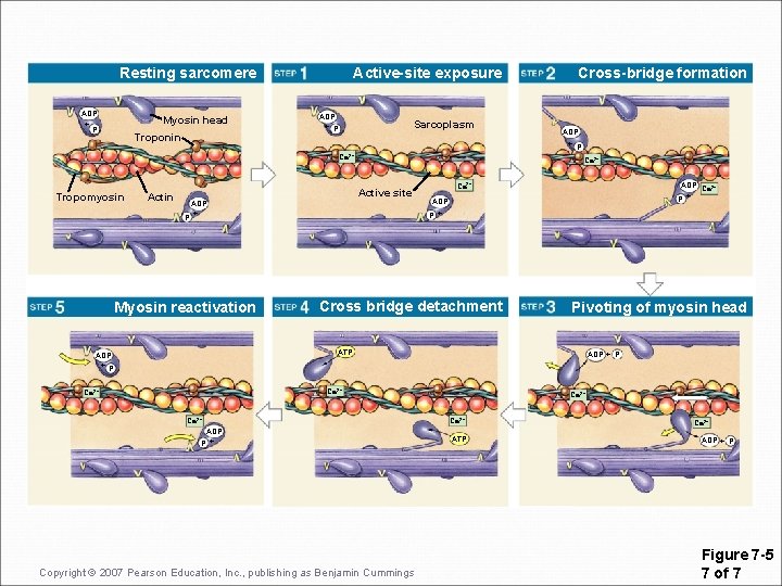 Resting sarcomere ADP + P Myosin head Troponin Active-site exposure ADP + P Sarcoplasm