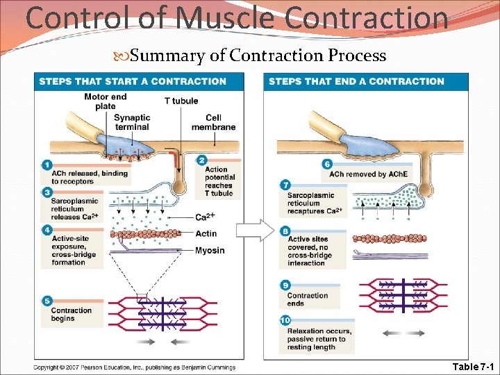Control of Muscle Contraction Summary of Contraction Process Table 7 -1 