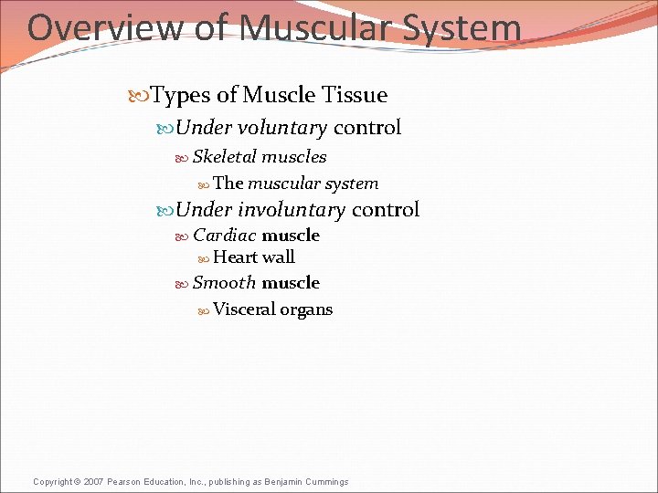 Overview of Muscular System Types of Muscle Tissue Under voluntary control Skeletal muscles The