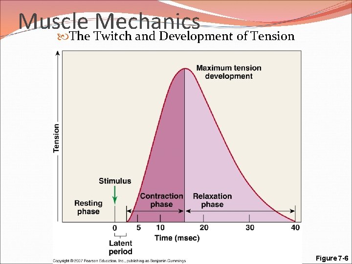 Muscle Mechanics The Twitch and Development of Tension Figure 7 -6 