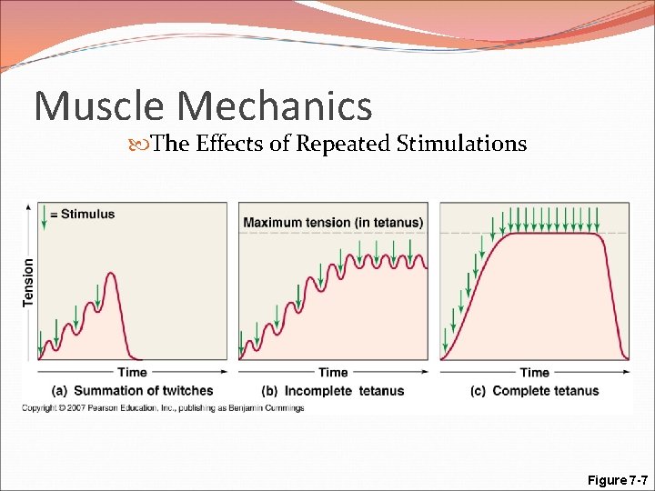 Muscle Mechanics The Effects of Repeated Stimulations Figure 7 -7 