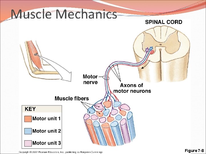 Muscle Mechanics Motor Units Figure 7 -8 