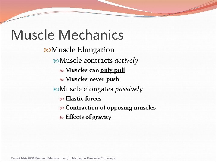 Muscle Mechanics Muscle Elongation Muscle contracts actively Muscles can only pull Muscles never push