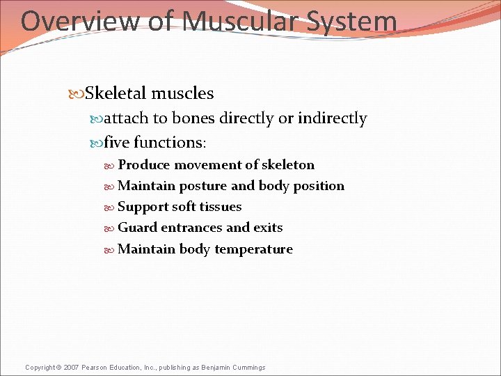 Overview of Muscular System Skeletal muscles attach to bones directly or indirectly five functions: