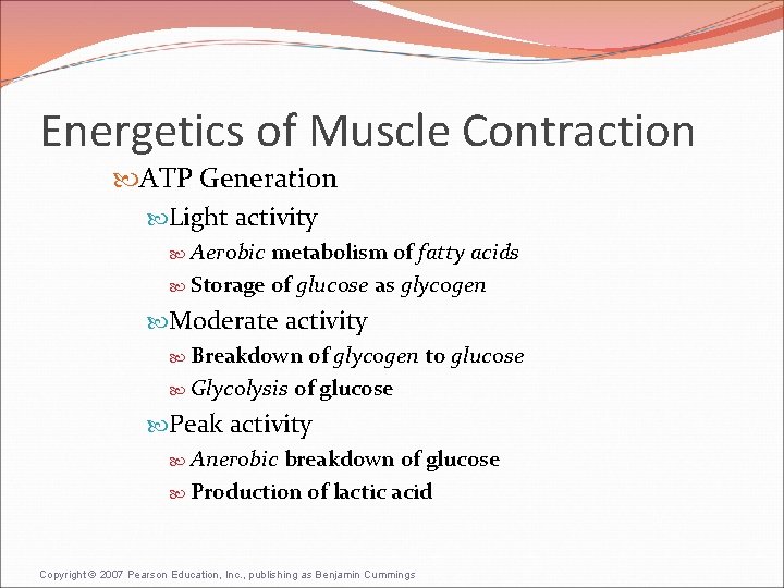 Energetics of Muscle Contraction ATP Generation Light activity Aerobic metabolism of fatty acids Storage