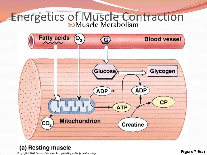 Energetics of Muscle Contraction Muscle Metabolism Figure 7 -9(a) 