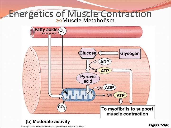 Energetics of Muscle Contraction Muscle Metabolism Figure 7 -9(b) 