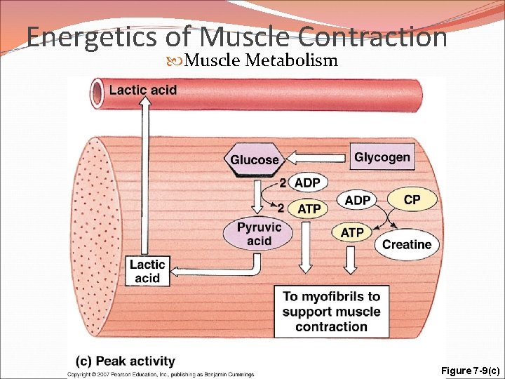 Energetics of Muscle Contraction Muscle Metabolism Figure 7 -9(c) 