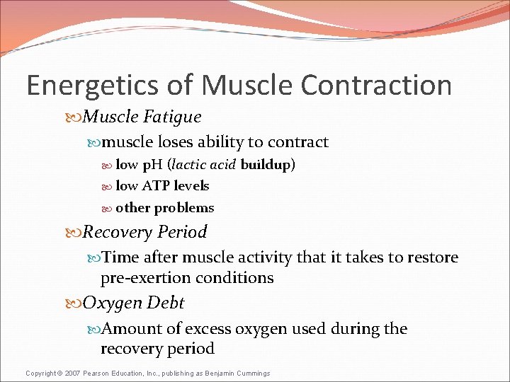 Energetics of Muscle Contraction Muscle Fatigue muscle loses ability to contract low p. H