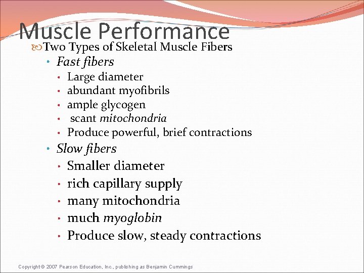 Muscle Performance Two Types of Skeletal Muscle Fibers • Fast fibers • Large diameter