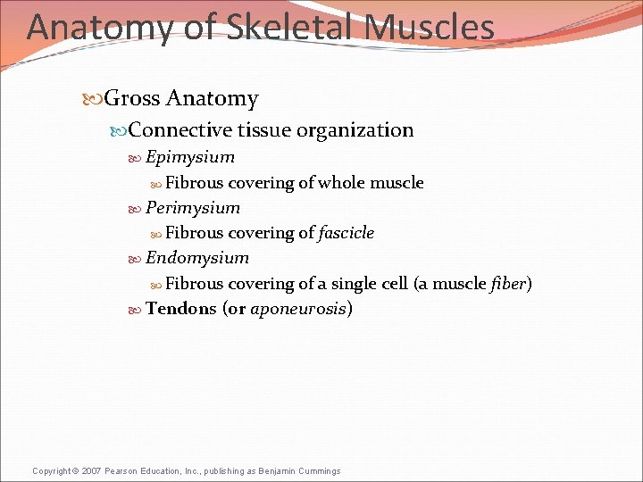 Anatomy of Skeletal Muscles Gross Anatomy Connective tissue organization Epimysium Fibrous covering of whole