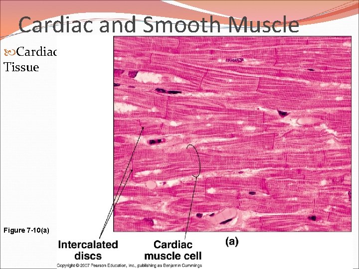 Cardiac and Smooth Muscle Cardiac Muscle Tissue Figure 7 -10(a) 