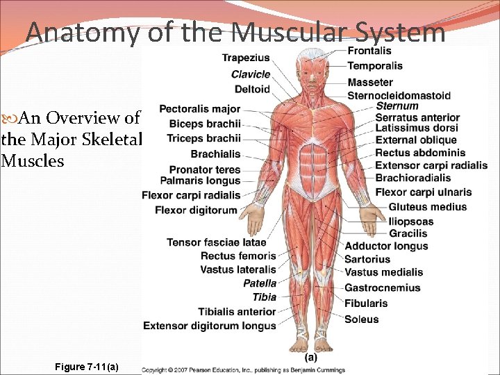 Anatomy of the Muscular System An Overview of the Major Skeletal Muscles Figure 7