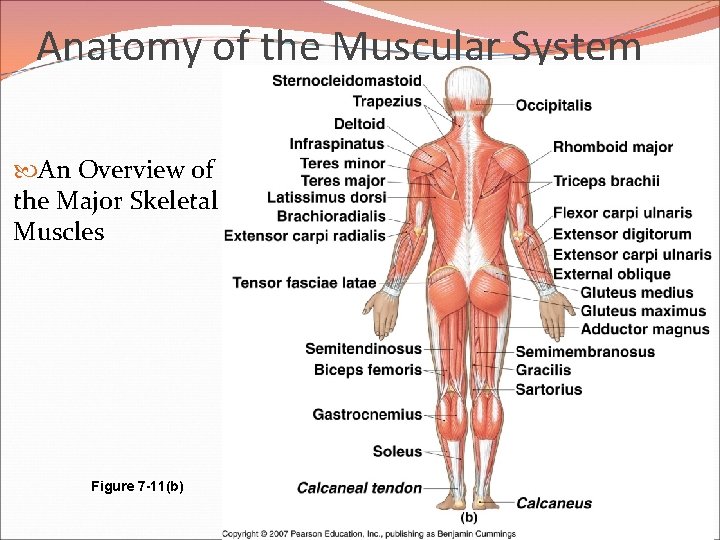 Anatomy of the Muscular System An Overview of the Major Skeletal Muscles Figure 7