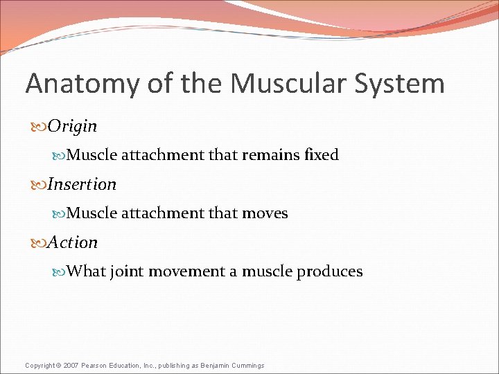 Anatomy of the Muscular System Origin Muscle attachment that remains fixed Insertion Muscle attachment