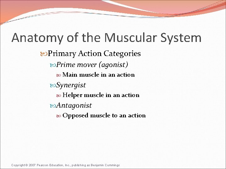 Anatomy of the Muscular System Primary Action Categories Prime mover (agonist) Main muscle in