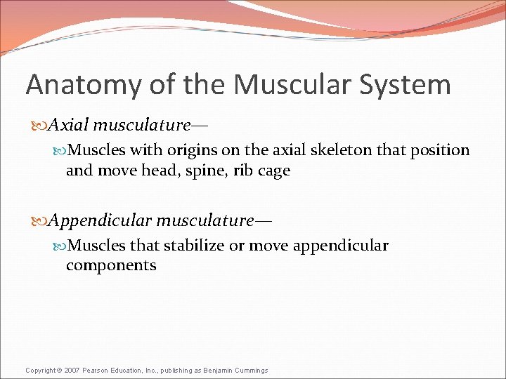 Anatomy of the Muscular System Axial musculature— Muscles with origins on the axial skeleton