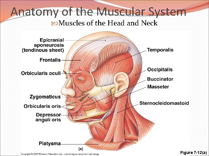 Anatomy of the Muscular System Muscles of the Head and Neck Figure 7 -12(a)