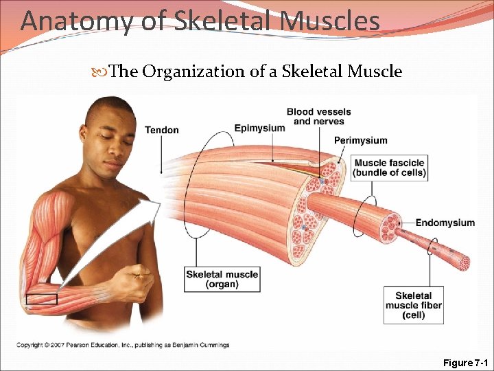 Anatomy of Skeletal Muscles The Organization of a Skeletal Muscle Figure 7 -1 